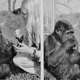 Koko with her longtime caretaker, Dr. Francine “Penny” Patterson, in the 1970s